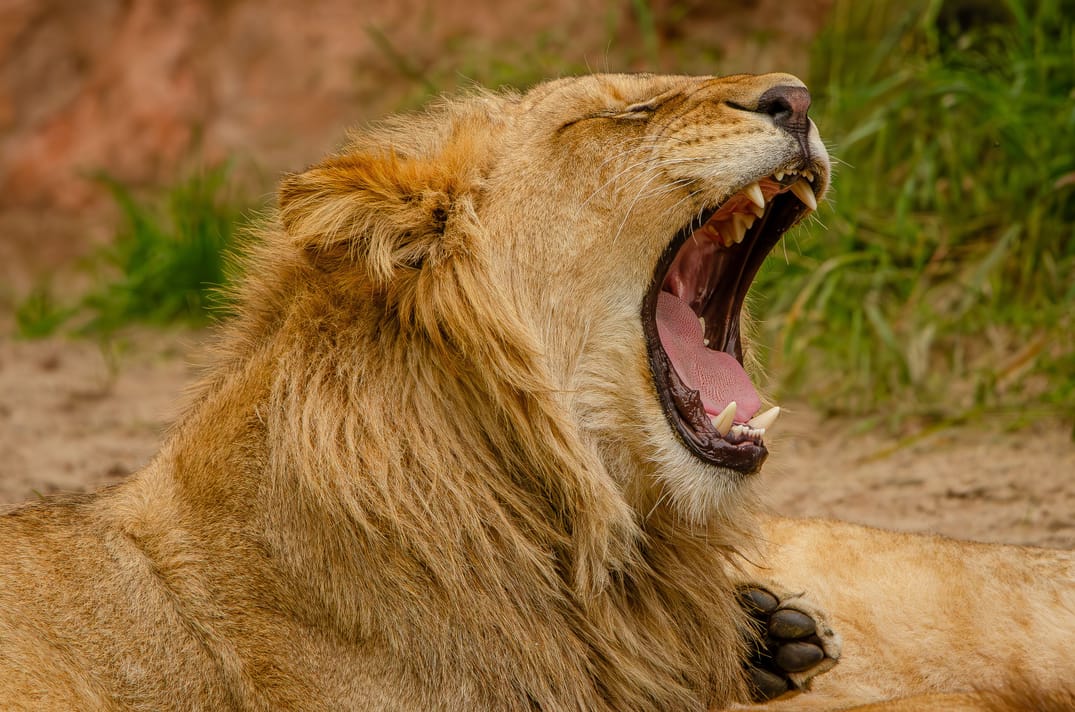 Lion