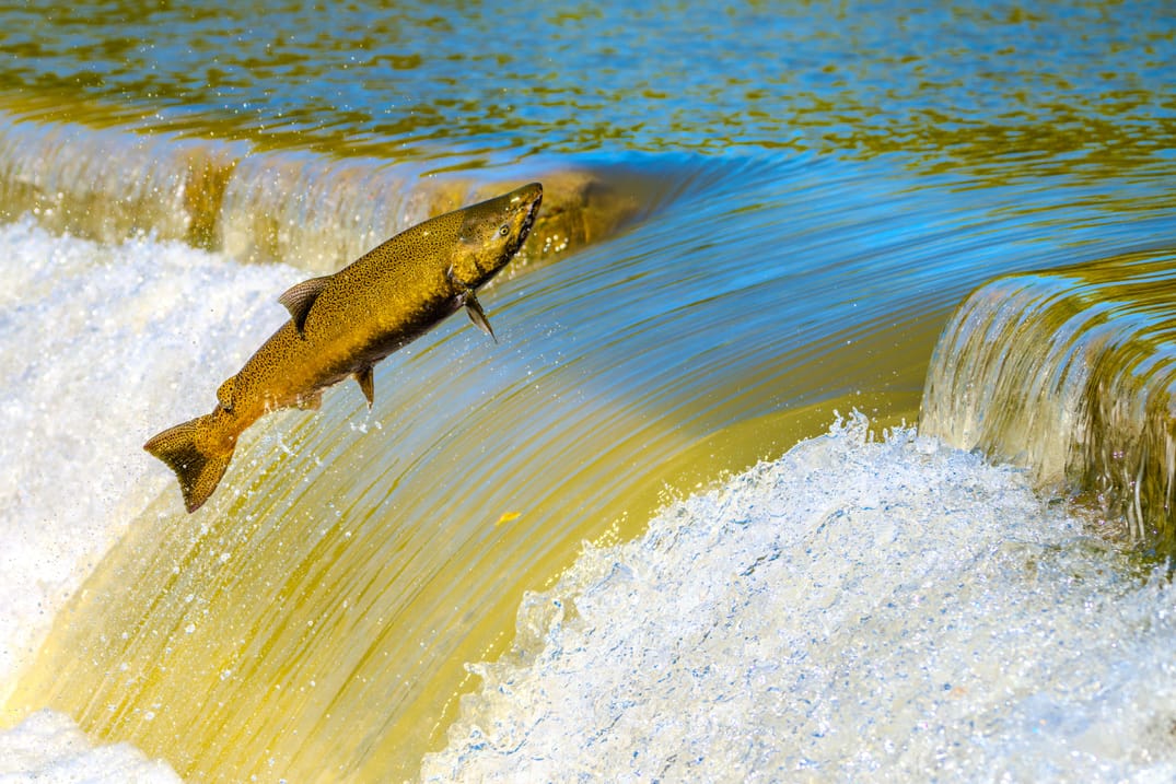 Salmon swimming upstream