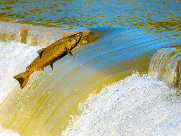 Image of: If you want to forge your own path, you must swim upstream